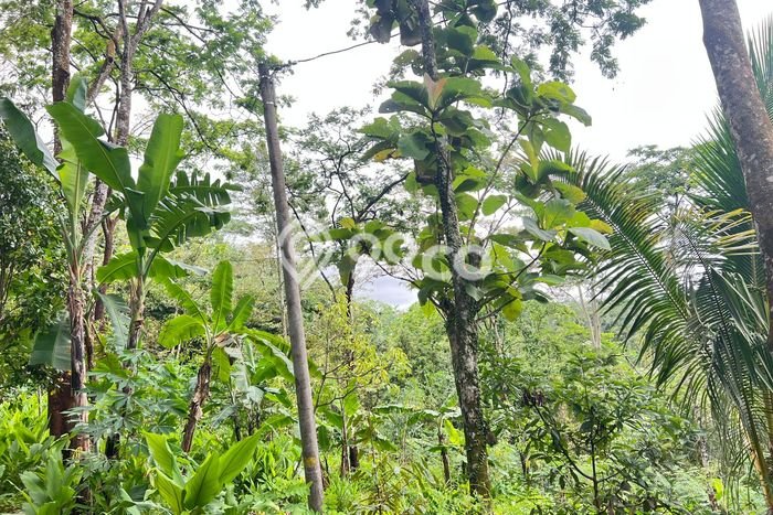Tanah Kosong Dijual di Karanganyar dengan Area 2000m2 Tanah Kosong Dijual di Karanganyar dengan Area 2000m2