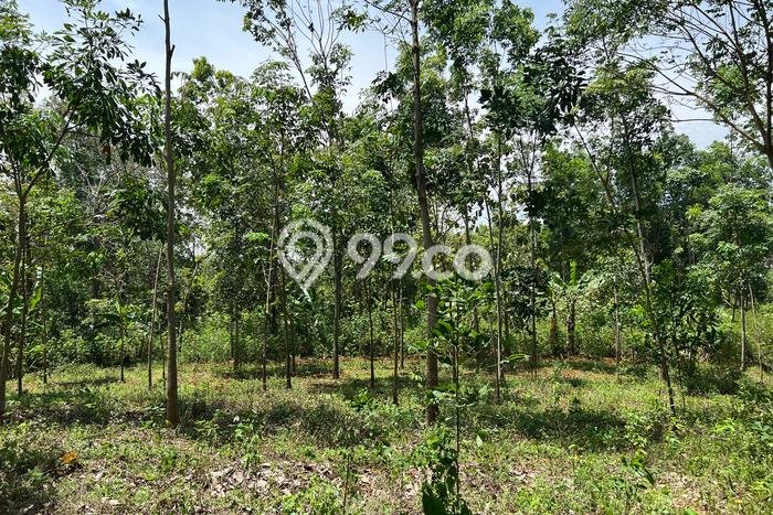 Tanah di Kerjo, Luas 6105m², Dekat Fasilitas, Prospek Menjanjikan Tanah di Kerjo, Luas 6105m², Dekat Fasilitas, Prospek Menjanjikan