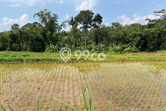 Tanah untuk Dijual Lokasi Mojogedang, Karanganyar Luas 1500m2 SHM Tanah untuk Dijual Lokasi Mojogedang, Karanganyar Luas 1500m2 SHM