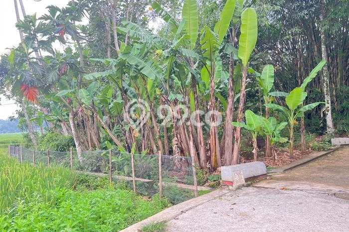 Kavling Tanah Dijual di Mojogedang Karanganyar Spesifikasi 424m2 Kavling Tanah Dijual di Mojogedang Karanganyar Spesifikasi 424m2