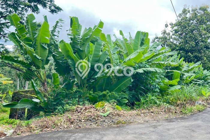 Kavling Tanah Dijual di Ngargoyoso Karanganyar Spesifikasi 2000m2 Kavling Tanah Dijual di Ngargoyoso Karanganyar Spesifikasi 2000m2