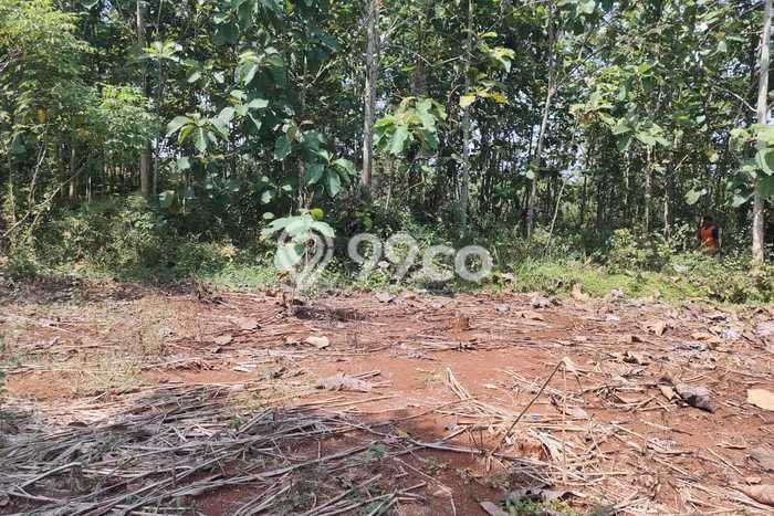 Tanah Strategis Kawasan Kerjo, Luas 1198m², Cocok untuk Perumahan Tanah Strategis Kawasan Kerjo, Luas 1198m², Cocok untuk Perumahan