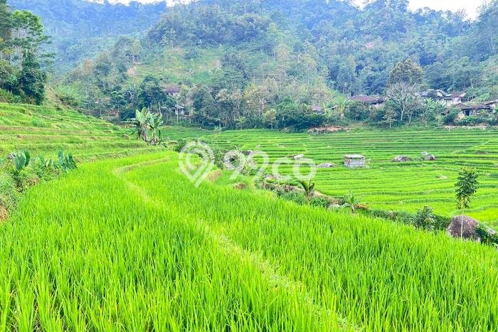 AREA PROSPEKTIF! Tanah Kawasan Ngargoyoso, Luas 3000m², Akses Transportasi, Kawasan Berkembang AREA PROSPEKTIF! Tanah Kawasan Ngargoyoso, Luas 3000m², Akses Transportasi, Kawasan Berkembang