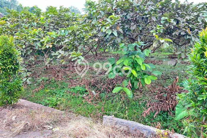Tanah Area Potensial Kawasan Ngargoyoso, Luas 430m2m², Lingkungan Asri, Akses Ngargoyoso, Karanganyar, Karanganyar Tanah Area Potensial Kawasan Ngargoyoso, Luas 430m2m², Lingkungan Asri, Akses Ngargoyoso, Karanganyar, Karanganyar