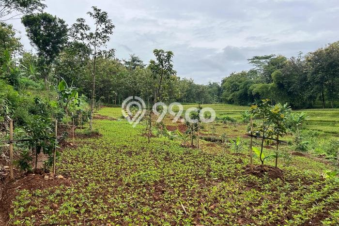 Tanah di Kerjo, Karanganyar Luas 1100m2 Dijual Segera Tanah di Kerjo, Karanganyar Luas 1100m2 Dijual Segera