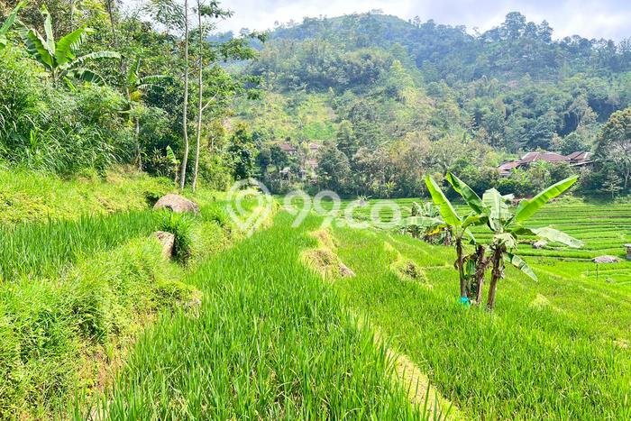 AREA PROSPEKTIF! Tanah Kawasan Ngargoyoso, Luas 3000m², Akses Transportasi, Kawasan Berkembang AREA PROSPEKTIF! Tanah Kawasan Ngargoyoso, Luas 3000m², Akses Transportasi, Kawasan Berkembang