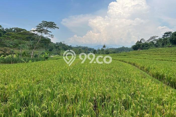 Dijual Tanah di Mojogedang Karanganyar Luas 2200m2 SHM Dijual Tanah di Mojogedang Karanganyar Luas 2200m2 SHM