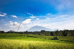 HARGA MENARIK! Tanah di Ngargoyoso, Luas 430m2m², Lingkungan Nyaman HARGA MENARIK! Tanah di Ngargoyoso, Luas 430m2m², Lingkungan Nyaman