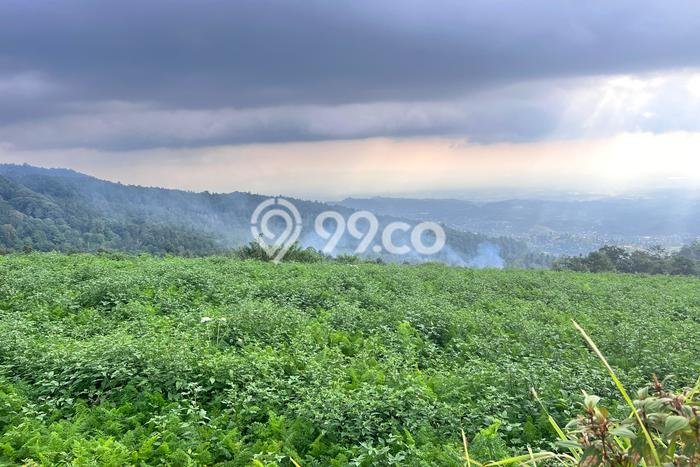 Tanah Premium Kawasan Ngargoyoso, Luas 650m², Ideal untuk Investasi Tanah Premium Kawasan Ngargoyoso, Luas 650m², Ideal untuk Investasi