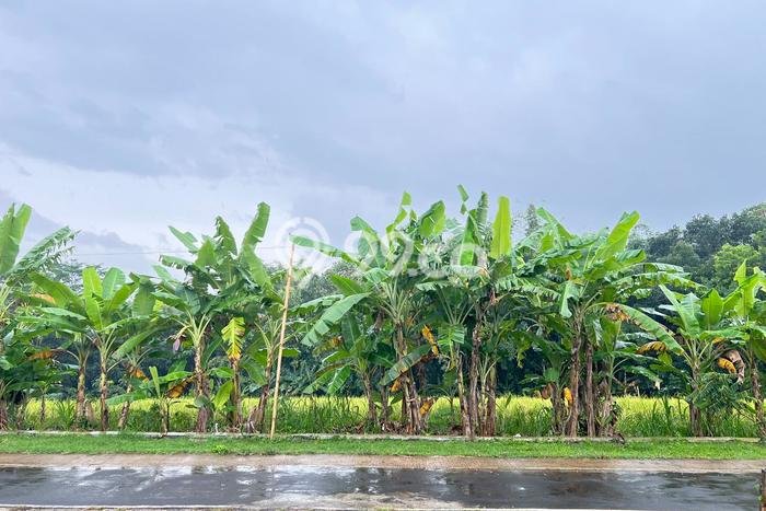 Lahan Investasi Lokasi Mojogedang Karanganyar SHM Lahan Investasi Lokasi Mojogedang Karanganyar SHM