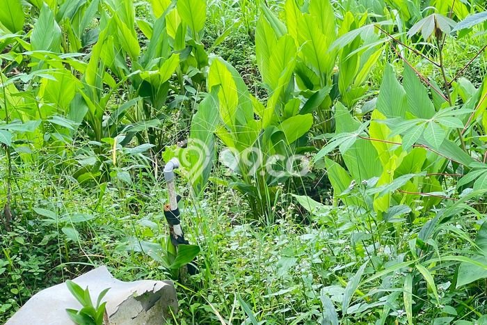 Tanah Kosong Dijual di Karanganyar dengan Area 2000m2 Tanah Kosong Dijual di Karanganyar dengan Area 2000m2