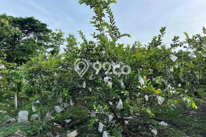 Kavling Tanah Dijual di Karangmalang Sragen Spesifikasi 6670m2 Kavling Tanah Dijual di Karangmalang Sragen Spesifikasi 6670m2