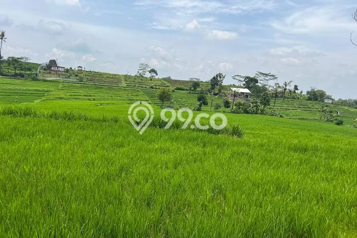 Tanah Dijual Lokasi Karangpandan, Karanganyar dengan Luas Tanah 1670m2 dan Status SHM Tanah Dijual Lokasi Karangpandan, Karanganyar dengan Luas Tanah 1670m2 dan Status SHM