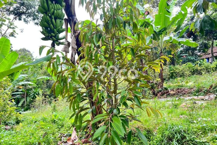 Lahan Strategis di Kerjo Dijual dengan Luas 700m2 Lahan Strategis di Kerjo Dijual dengan Luas 700m2