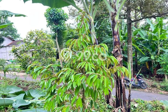 Lahan Strategis di Kerjo Dijual dengan Luas 700m2 Lahan Strategis di Kerjo Dijual dengan Luas 700m2