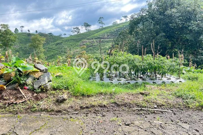 Tanah Kavling untuk Dijual di Ngargoyoso Karanganyar 300m2 Tanah Kavling untuk Dijual di Ngargoyoso Karanganyar 300m2