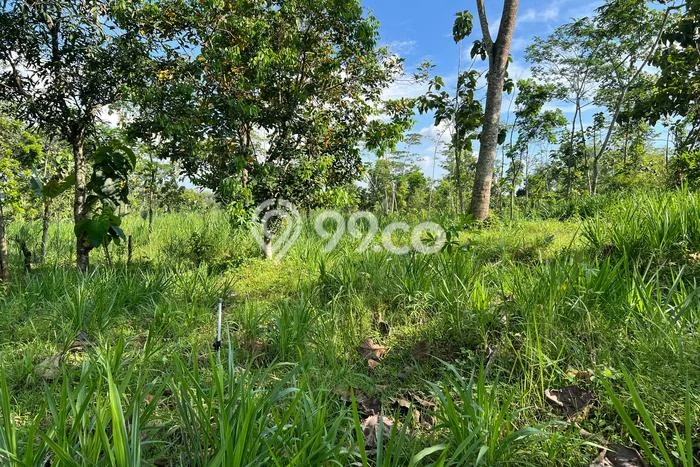 Tanah Dijual Lokasi Mojogedang, Karanganyar dengan Luas Tanah 1000m2 dan Status SHM Tanah Dijual Lokasi Mojogedang, Karanganyar dengan Luas Tanah 1000m2 dan Status SHM