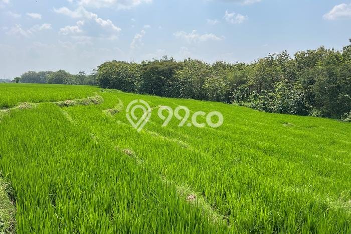 Tanah Strategis Dijual di Sambirejo Sragen 4800m2 Tanah Strategis Dijual di Sambirejo Sragen 4800m2