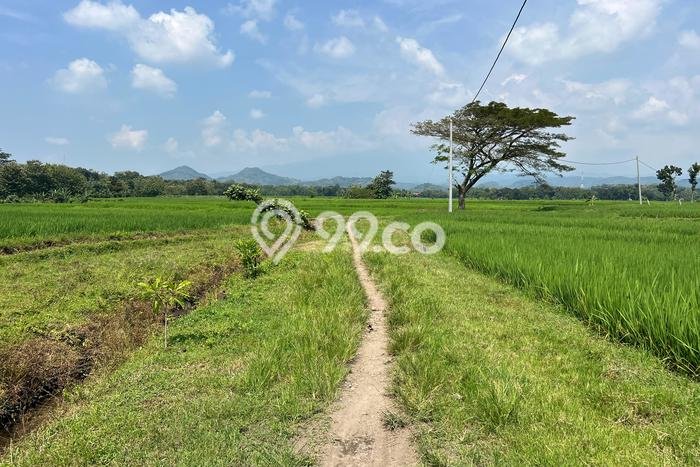 Tanah Strategis Dijual di Sambirejo Sragen 4800m2 Tanah Strategis Dijual di Sambirejo Sragen 4800m2