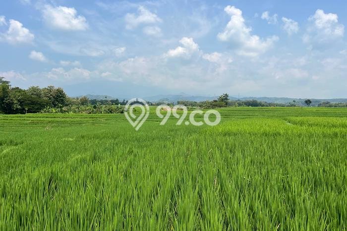 Tanah Strategis Dijual di Sambirejo Sragen 4800m2 Tanah Strategis Dijual di Sambirejo Sragen 4800m2