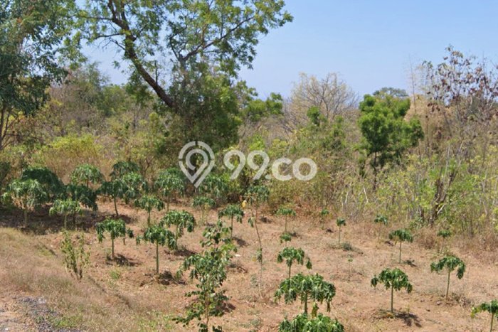 Kavling Tanah di Buleleng Dijual Luas 92500m2 Legalitas - Kavling Tanah di Buleleng Dijual Luas 92500m2 Legalitas -