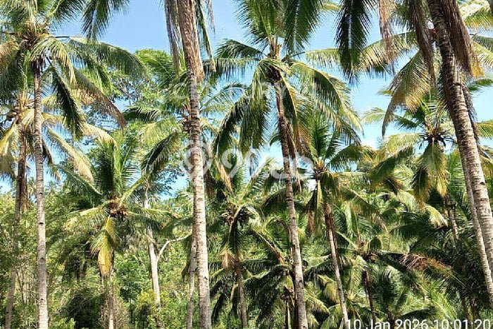 Lahan Strategis di Ratahan Dijual dengan Luas 220000m2 Lahan Strategis di Ratahan Dijual dengan Luas 220000m2