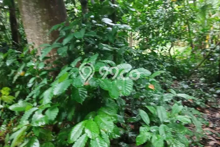 Tanah Kavling untuk Dijual di Payangan Gianyar 1500m2 Tanah Kavling untuk Dijual di Payangan Gianyar 1500m2