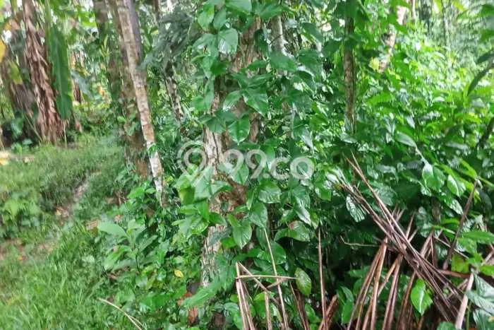 Tanah Kavling untuk Dijual di Payangan Gianyar 1500m2 Tanah Kavling untuk Dijual di Payangan Gianyar 1500m2