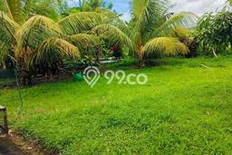 Kavling Tanah di Selemadeg Dijual Luas 3600m2 Legalitas SHM Kavling Tanah di Selemadeg Dijual Luas 3600m2 Legalitas SHM