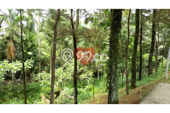 Lahan untuk Dijual Lokasi Tajur Halang, Bogor Luas 5799m2 SHM Lahan untuk Dijual Lokasi Tajur Halang, Bogor Luas 5799m2 SHM