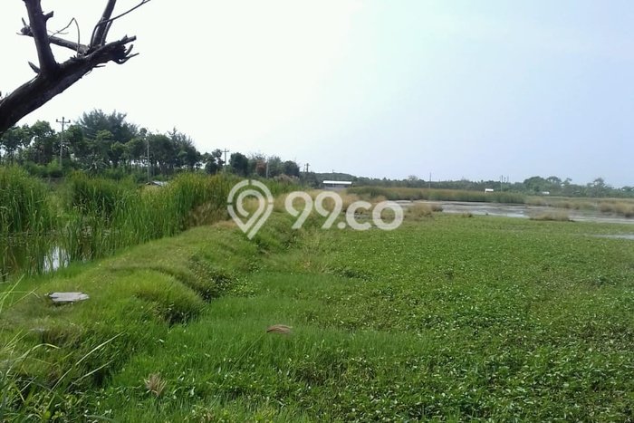 Kavling Tanah Dijual di Kramat, Tegal, Luas 9639m2 Area Strategis Kavling Tanah Dijual di Kramat, Tegal, Luas 9639m2 Area Strategis