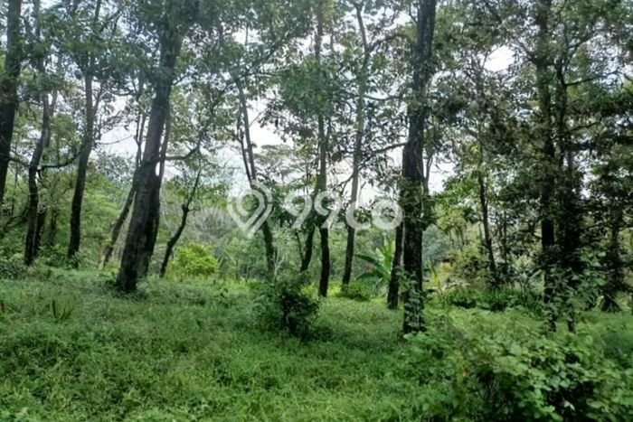 Tanah Dijual di Bogor Seluas 507m2 Strategis Tanah Dijual di Bogor Seluas 507m2 Strategis