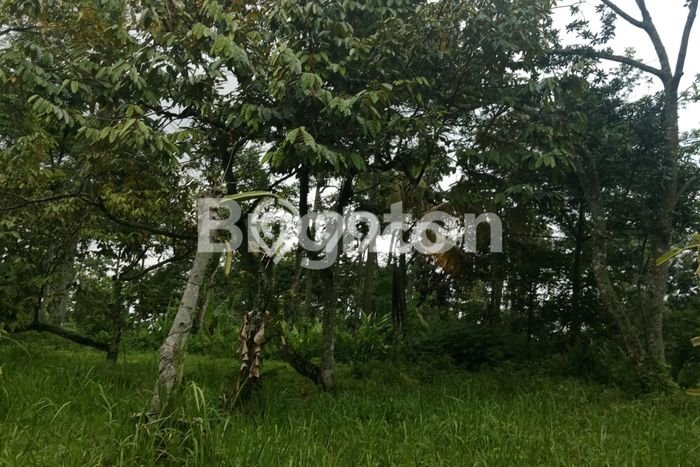 Lahan untuk Dijual Lokasi Tutur, Pasuruan Luas 3432m2 SHM Lahan untuk Dijual Lokasi Tutur, Pasuruan Luas 3432m2 SHM