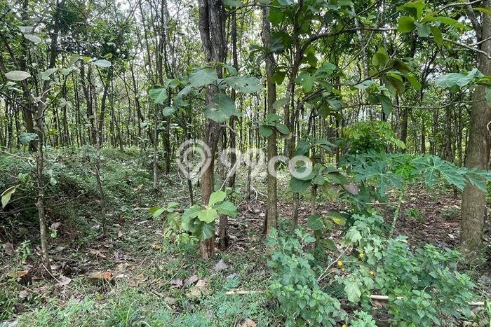 Tanah Kawasan Andong, Luas 3080m², Jalur Mudah, Area Prospektif Tanah Kawasan Andong, Luas 3080m², Jalur Mudah, Area Prospektif