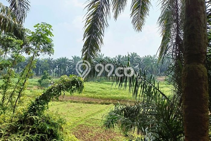 Tanah Komersial Dijual di Ranca Bungur Bogor 13000m2 Tanah Komersial Dijual di Ranca Bungur Bogor 13000m2