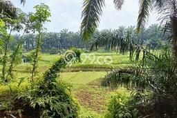Tanah Komersial Dijual di Ranca Bungur Bogor 13000m2 Tanah Komersial Dijual di Ranca Bungur Bogor 13000m2