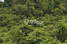 Dijual Tanah di Penajam Penajam Paser Utara Luas 180000m2 SHM Dijual Tanah di Penajam Penajam Paser Utara Luas 180000m2 SHM
