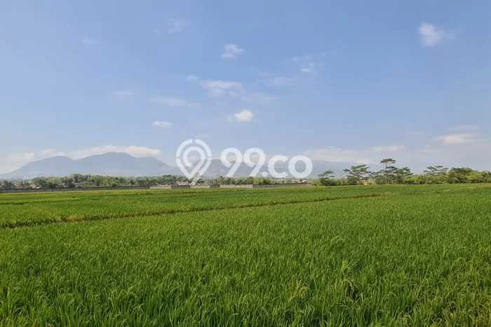 Disewakan Tanah di Rancaekek Luas 35000m2 SHM Disewakan Tanah di Rancaekek Luas 35000m2 SHM