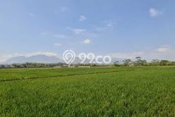 Disewakan Tanah di Rancaekek Luas 35000m2 SHM Disewakan Tanah di Rancaekek Luas 35000m2 SHM