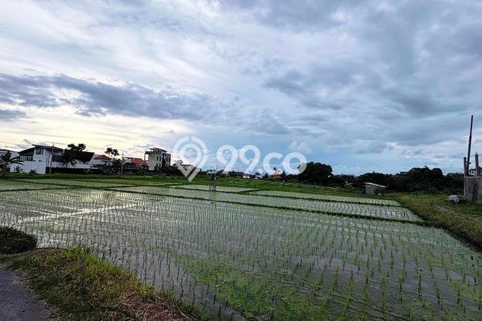 Kavling Tanah untuk Disewa di Cemagi Lahan Luas 1600m2 Kavling Tanah untuk Disewa di Cemagi Lahan Luas 1600m2