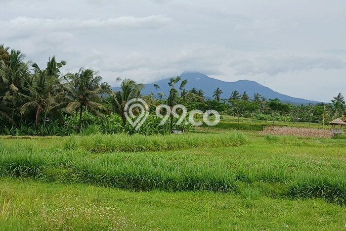 Tanah Kavling Dijual di Buahan, Gianyar dengan Luas Tanah 1575m2 Tanah Kavling Dijual di Buahan, Gianyar dengan Luas Tanah 1575m2