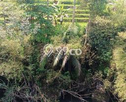 Disewakan Tanah Lokasi Strategis di Ubud Gianyar 3300m2 Disewakan Tanah Lokasi Strategis di Ubud Gianyar 3300m2