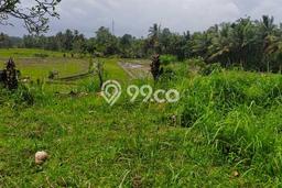Tanah Kosong Disewakan di Tegallalang, Gianyar, Luas 4817m2 Tanah Kosong Disewakan di Tegallalang, Gianyar, Luas 4817m2