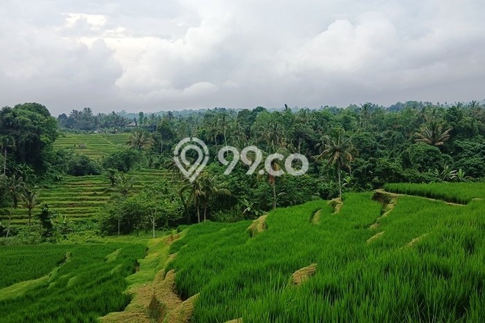 Tanah Kavling Dijual di Mengesta, Tabanan dengan Luas Tanah 6250m2 Tanah Kavling Dijual di Mengesta, Tabanan dengan Luas Tanah 6250m2