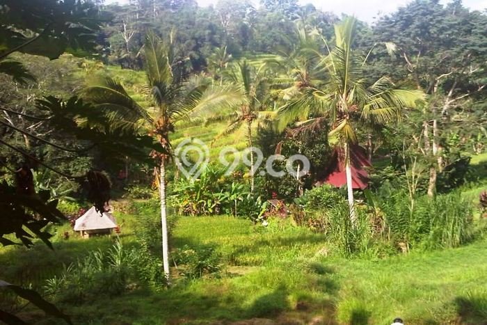Dijual Tanah di Tabanan, Luas 21000m2 SHM Dijual Tanah di Tabanan, Luas 21000m2 SHM