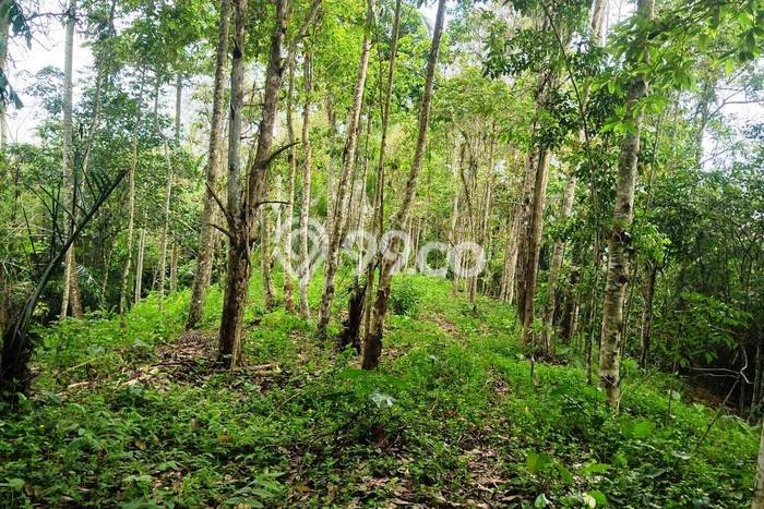 Tanah Kavling Dijual di Mengesta, Tabanan dengan Luas Tanah 6250m2 Tanah Kavling Dijual di Mengesta, Tabanan dengan Luas Tanah 6250m2