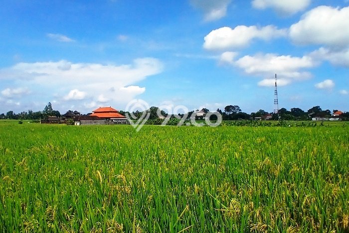 Tanah Kavling Dijual di Pandakbandung, Tabanan dengan Luas Tanah 160m2 Tanah Kavling Dijual di Pandakbandung, Tabanan dengan Luas Tanah 160m2