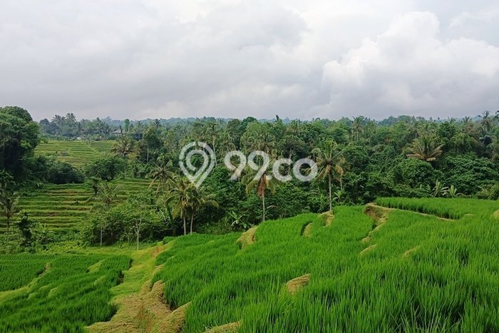 Tanah Kavling Dijual di Mengesta, Tabanan dengan Luas Tanah 6250m2 Tanah Kavling Dijual di Mengesta, Tabanan dengan Luas Tanah 6250m2