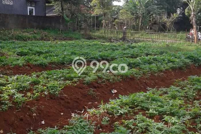 Tanah Kavling untuk Dijual di Tajur Halang Bogor 1296m2 Tanah Kavling untuk Dijual di Tajur Halang Bogor 1296m2
