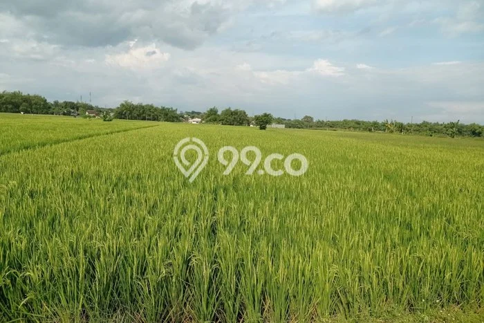 Kavling Tanah Dijual di Ngemplak, Boyolali, Luas 3194m2 Area Strategis Kavling Tanah Dijual di Ngemplak, Boyolali, Luas 3194m2 Area Strategis